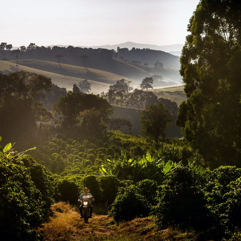 Kaffeeplantage in Sul de Minas, Brasilien – Herkunftsregion von Vila Boa