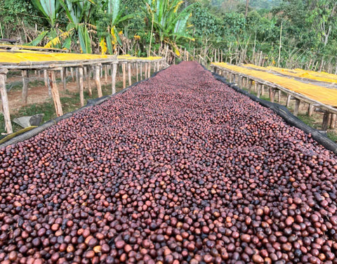 Reife rote Kaffeekirschen an der Kaffeepflanze – Anbau des Wachile Garse in Yirgacheffe, Äthiopien